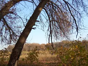 Komsomolskyi Garden