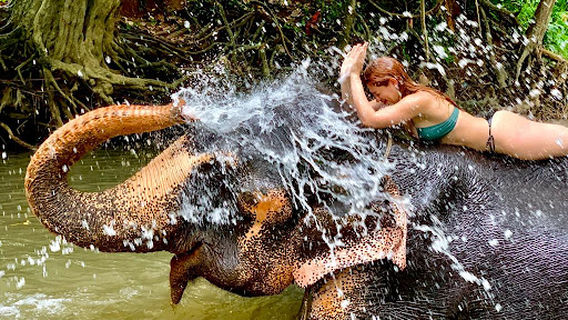 MAHARAJA ELEPHANT NO 17