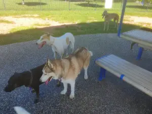 Парк Санкчум Дог