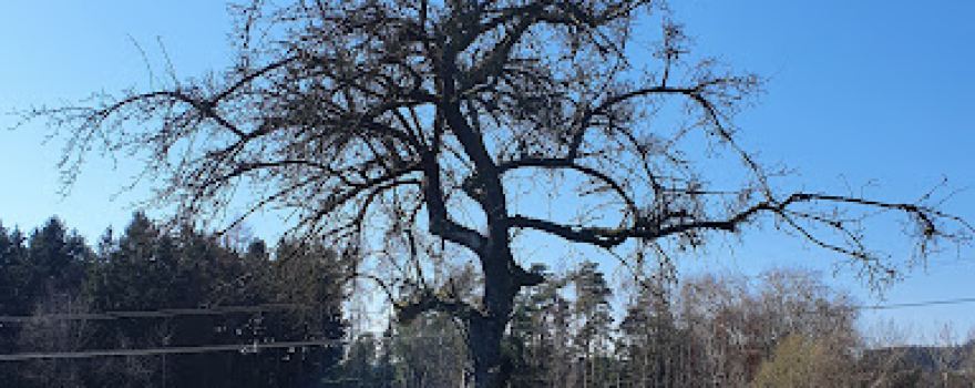 Natur-Denkmal Obstbaum
