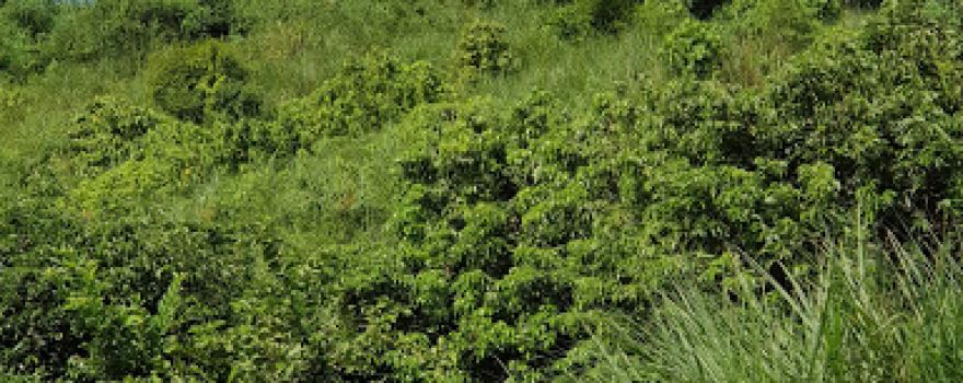 Đài liệt sỹ huyện Quang Bình