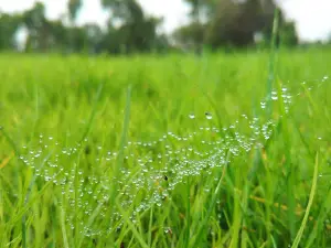 Taqa Public Park
