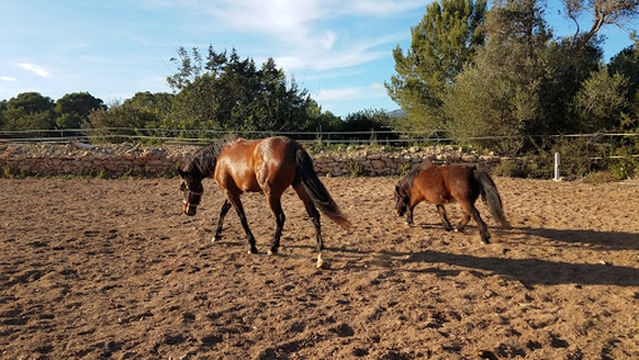 Club hipico Ibiza Horses