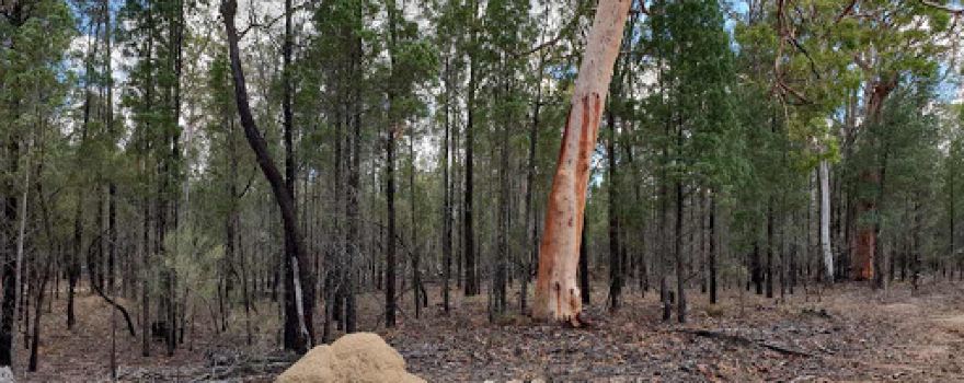 Tollgate Wood