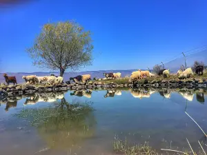 Şht. Polis Dursun Candan Ormanı