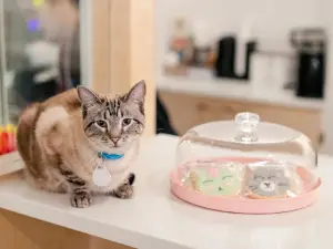 NEKO Cat Cafe Bellingham
