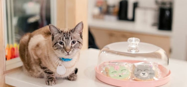 NEKO Cat Cafe Bellingham