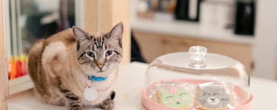 NEKO Cat Cafe Bellingham
