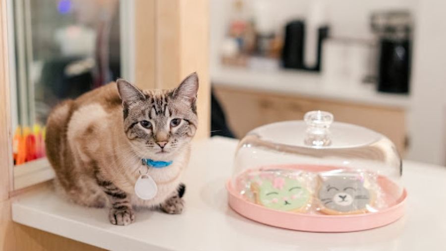 NEKO Cat Cafe Bellingham