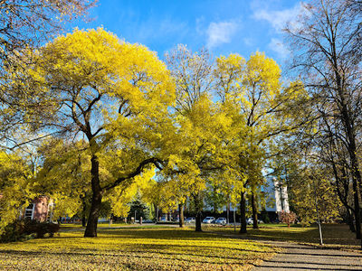 Central Park