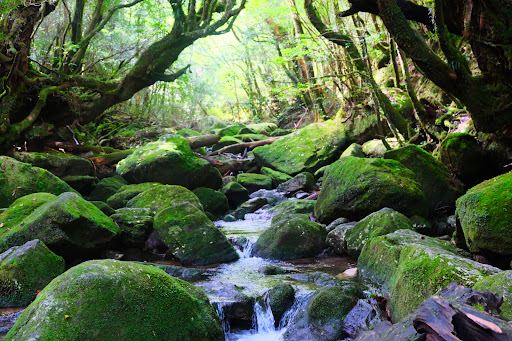 Yakushima National Park