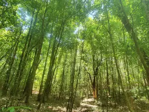 Maple Forest
