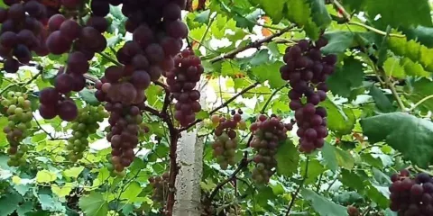 知己葡萄園