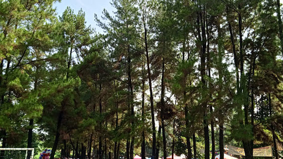 Taman Pinus Bilabong
