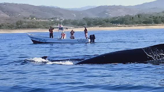 Screaming Reels Sportfishing and Sea Life Watching