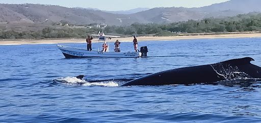 Screaming Reels Sportfishing and Sea Life Watching