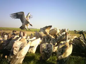 Oribi Vulture Viewing Hide