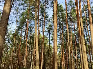 Tsar'-Dub