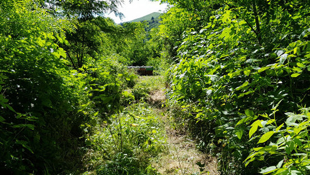 Jungle Raider Park Albavilla