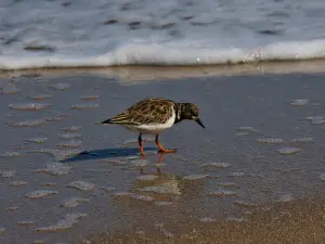Main Beach Park