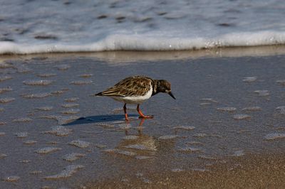 Main Beach Park