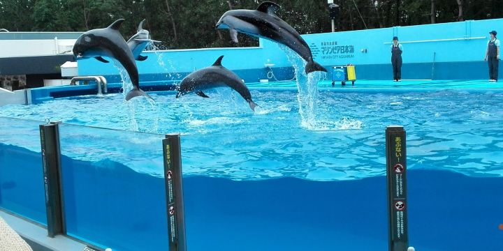 Niigata City Aquarium Marinepia Nihonkai
