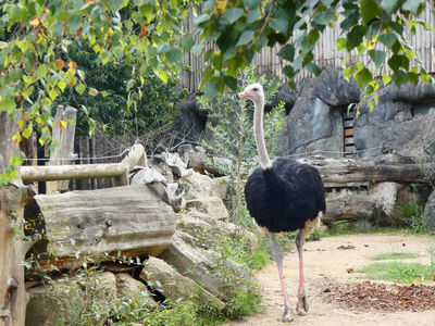 Vigozoo