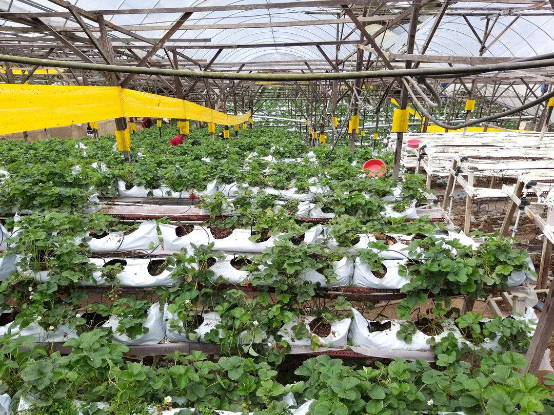 4_Healthy Strawberry Farm, Brinchang, Pahang.