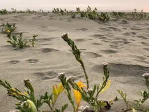 Ocean City State Park