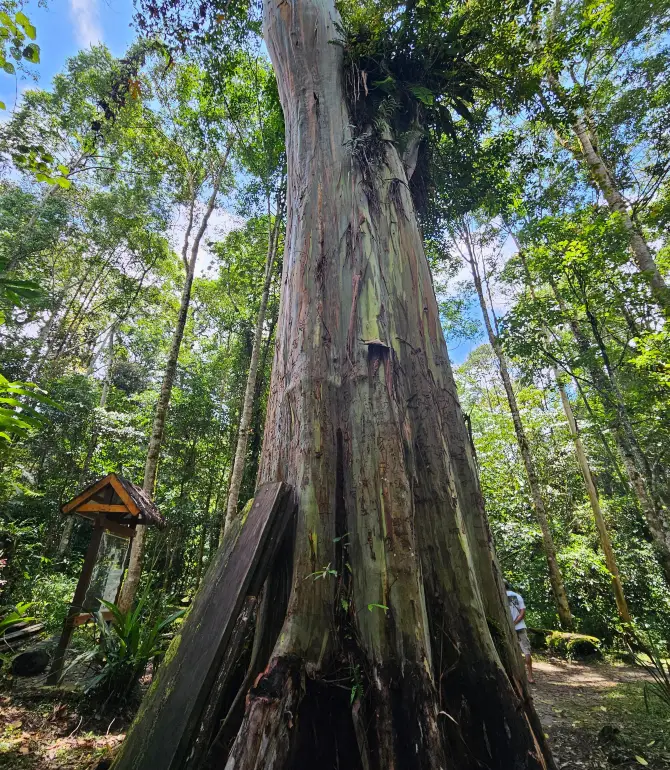 Palu