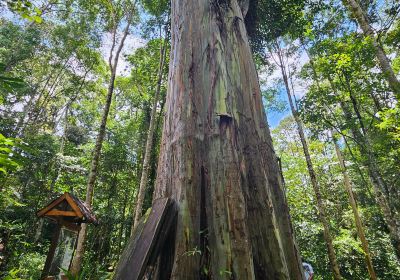 Lore Lindu National Park