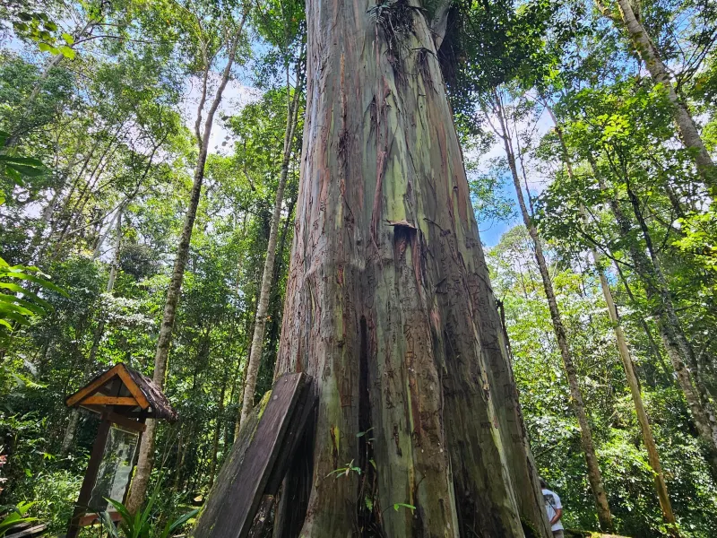 South Palu