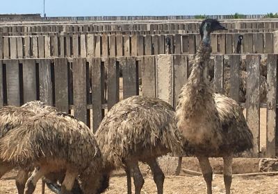 Aves Gigantes de Peru