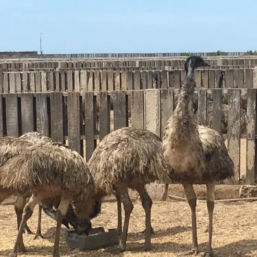 Aves Gigantes de Peru