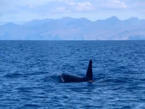 Spirit of the Sea