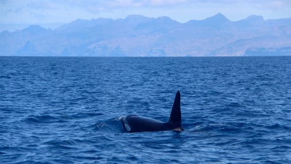 Spirit of the Sea