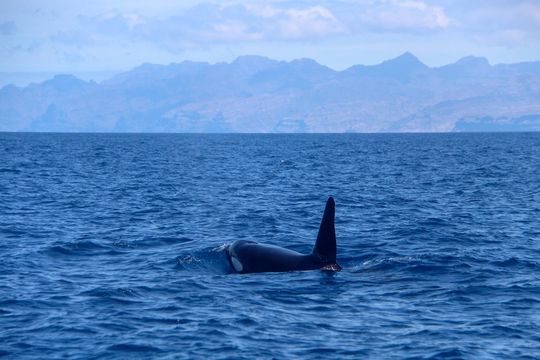 Spirit of the Sea
