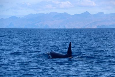 Spirit of the Sea