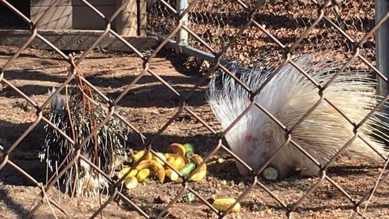 Tigers For Tomorrow Exotic Animal Preserve, Inc.