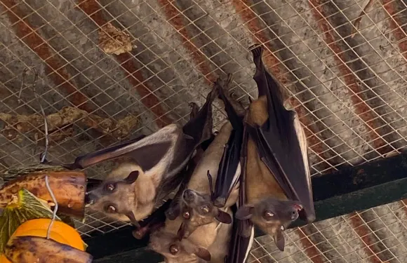 卡斯特拉·德·拉·弗倫