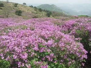 Hwangmaesan County Park