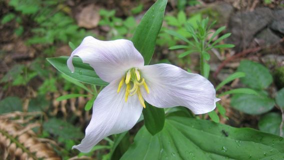 Mill Hill Regional Park