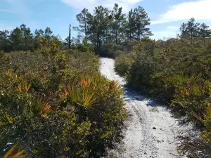 Tate's Hell State Forest