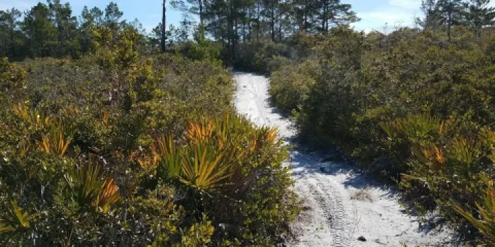 Tate's Hell State Forest