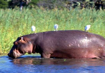 Busia
