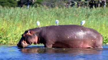 Busia