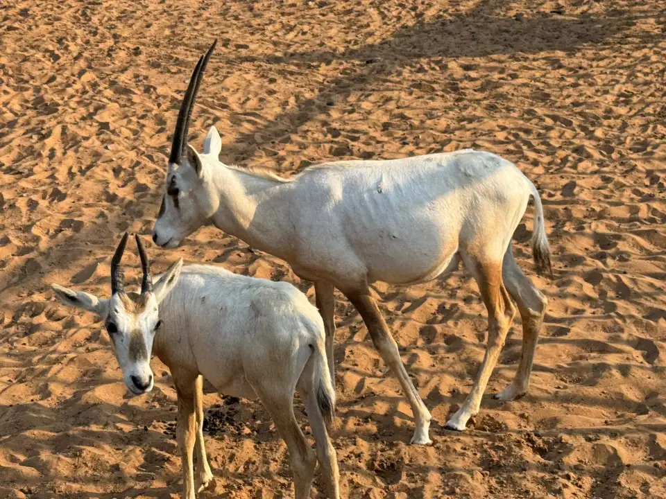 2_The Zoo Wild Life Park Umm Al Quwain