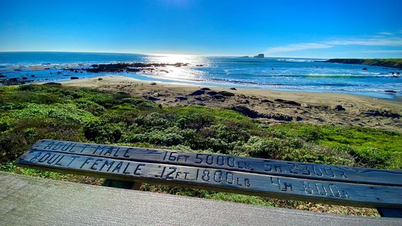 Elephant Seal Vista Point
