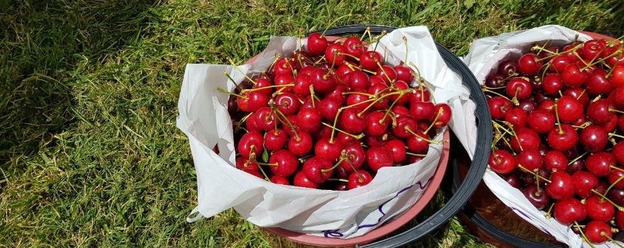 Lanidale 'The Cherry Well'