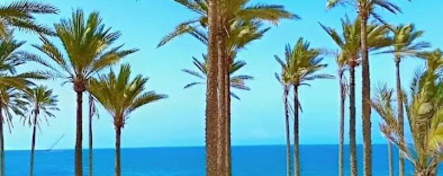 Saqqara Palm Club